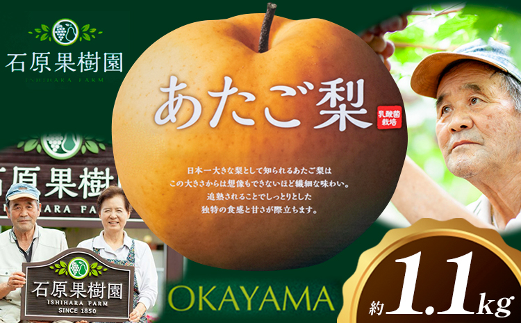 梨 あたご梨 1玉 約1.1kg 贈答箱入り 石原果樹園《2026年11月中旬-12月下旬頃出荷》岡山県 浅口市 フルーツ 果物 ギフト 贈り物 国産 岡山県産 送料無料