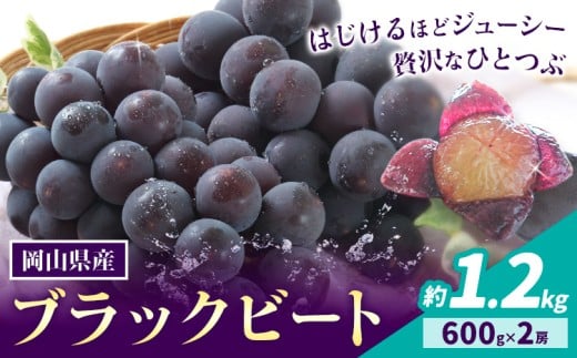 【先行予約】岡山県産 ぶどう ブラックビート 計 1.2kg 2房 株式会社 はちや《8月上旬-9月上旬頃出荷》岡山 国産 葡萄 フルーツ 果物 岡山県 浅口市 フルーツ 果物【配送不可地域あり】