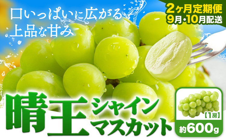 【2ヶ月定期便】ぶどう シャインマスカット 晴王 600g 1房 ハレノフルーツ(アストライ)《9月上旬-10月末頃出荷》岡山県 浅口市 送料無料 フルーツ 果物 マスカット お取り寄せフルーツ【配送不可地域あり】（北海道・沖縄・離島）