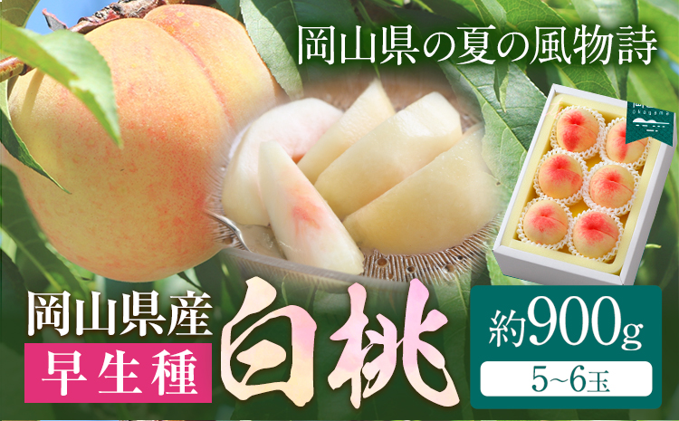 [令和7年度先行予約]岡山県産 白桃 (早生種)内容量 約900g (5〜6玉) クール便 晴れの国 おかやま館(漂流岡山) [2025年7月上旬-8月中旬頃出荷]岡山県 浅口市 白桃 桃[配送不可地域あり](離島)