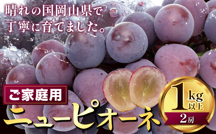 [2026年先行予約]ぶどう ニューピオーネ ご家庭用 1kg 以上 2房[2026年8月上旬-9月中旬頃出荷]株式会社fruceed ぶどう 送料無料 岡山県 浅口市 ぶどう フルーツ 果物 くだもの ピオーネ 家庭用st-p