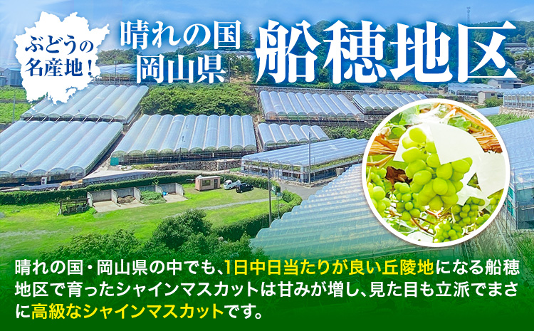 【2026年先行予約受付】最高級 シャインマスカット ぶどう 船穂赤秀 2房 1.3kg《2026年9月上旬-10月末頃出荷(土日祝除く)》ハレノフルーツ マスカット 送料無料 岡山県 浅口市 フルーツ 果物 贈り物 ギフト 国産 岡山県産【配送不可地域あり】（北海道・沖縄・離島）