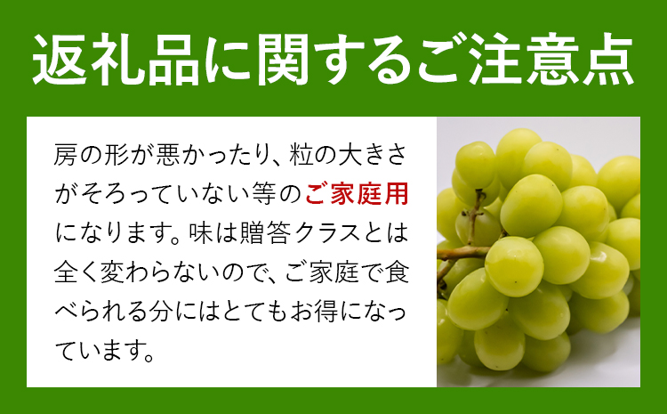ご家庭用 シャインマスカット 3-5房 (合計2kg以上) OEC KINGDOMぶどう家《8月下旬-10月上旬頃出荷》岡山県 浅口市 ぶどう 果物 訳あり【配送不可地域あり】（離島）st-p
