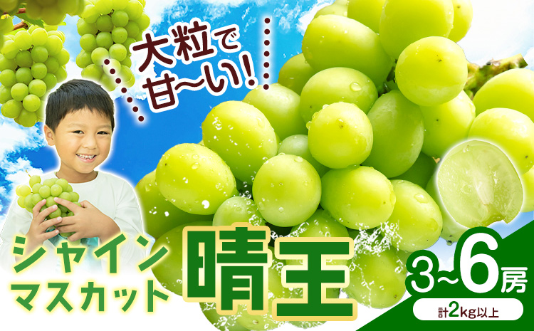 シャインマスカット【晴王】 岡山県産 3〜6房(計2kg以上)【先行予約】 株式会社Myself《2025年9月上旬-11月上旬頃出荷》マスカット 送料無料 岡山県 浅口市 ぶどう フルーツ 果物 贈り物 ギフト