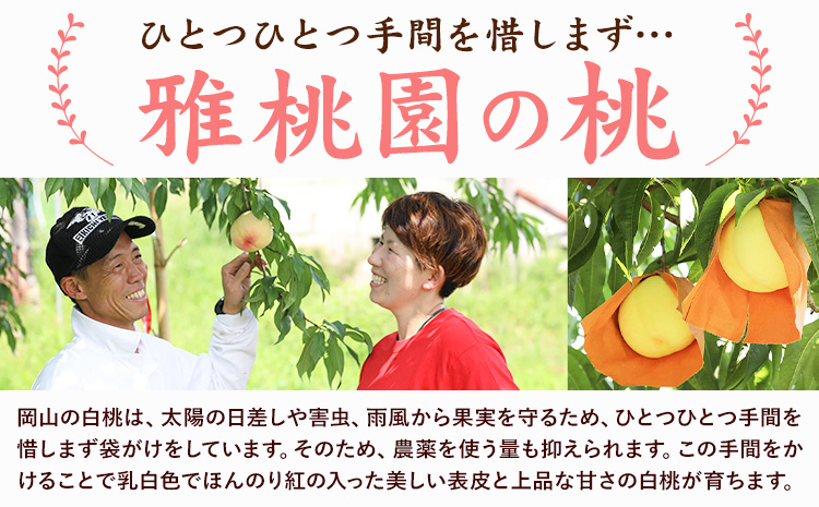 【2026年先行予約】ご家庭用 旬の桃 約1.2kg ( 4~6玉前後 ) 株式会社創・和(雅桃園) 《2026年7月上旬-8月上旬頃出荷》岡山県 浅口市 桃 もも フルーツ 果物 青果 旬 白桃 わけあり 訳あり【配送不可地域あり】（北海道・沖縄・離島）