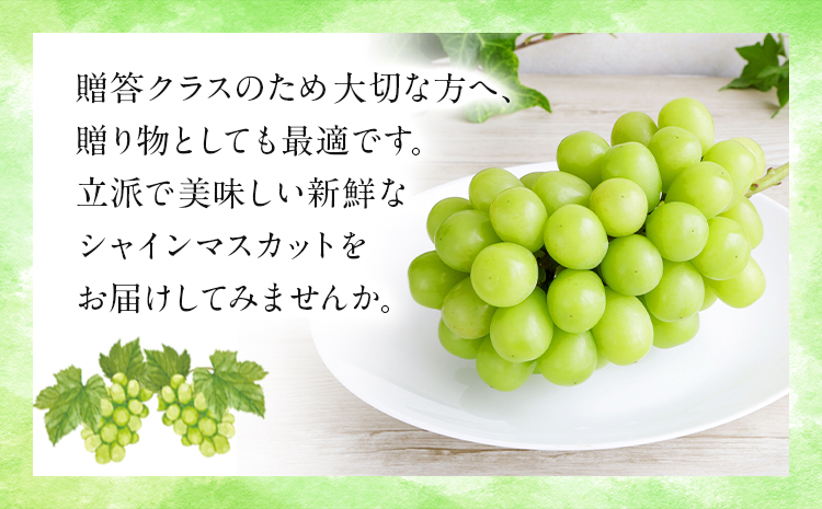 【先行予約】贈答クラス シャインマスカット 1房 (700g以上) OEC KINGDOMぶどう家 《8月下旬-10月上旬頃出荷》岡山県 浅口市 ぶどう 果物 贈答用【配送不可地域あり】（離島）st-p