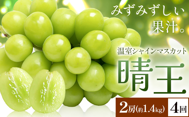 【2026年発送先行予約】シャインマスカット 温室 晴王 2房(合計約1.4kg) 4回お届け シャイン マスカット《2026年7月中旬-10月中旬頃出荷》晴レ乃青果　(岡山中央卸売市場店(富士紙工 有限会社)) 送料無料 岡山県 浅口市 フルーツ 果物 岡山県産【配送不可地域あり】