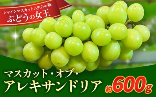 【先行予約】岡山県産 ぶどう マスカット・オブ・アレキサンドリア 600g 株式会社 はちや《8月下旬-9月下旬頃出荷》岡山 国産 葡萄 フルーツ 果物 岡山県 浅口市 フルーツ 果物 マスカット オブ アレキサンドリア【配送不可地域あり】
