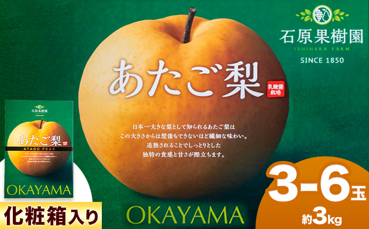 【2026年先行予約】あたご梨 3〜6玉（約3kg） 化粧箱 石原果樹園 赤秀 《2026年11月中旬-12月下旬頃より発送予定》岡山県 浅口市 梨 なし 果物 フルーツ くだもの あたご