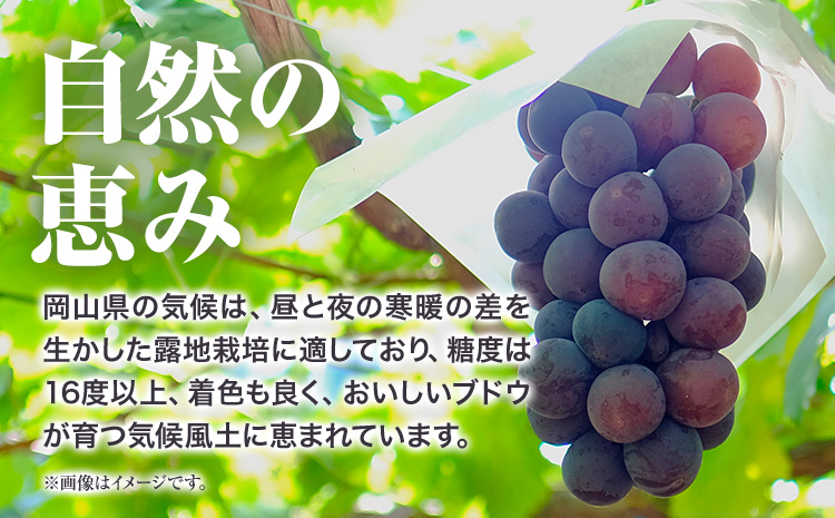 【先行予約】岡山県産 訳ありつる付きニューピオーネ 2房 530g以上 露地栽培 有限会社ホーティカルチャー神島《2026年9月中旬-10月中旬頃出荷》岡山県 浅口市 葡萄 果物【配送不可地域あり】