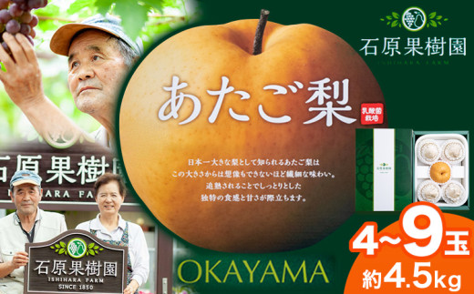 【2026年先行予約】梨 あたご梨 4〜9玉（約4.5kg） 特選箱 石原果樹園 《2026年11月中旬-12月下旬頃より発送予定》岡山県 浅口市 フルーツ 果物 ギフト 贈り物 国産 岡山県産 送料無料