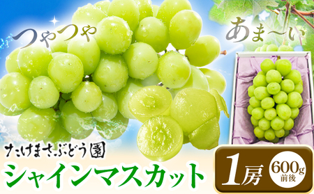 [2026年先行予約]ぶどう シャインマスカット 1房 たけまさぶどう園 [2026年9月上旬-10月中旬頃出荷]岡山県 浅口市 フルーツ デザート おやつ マスカット 果物 国産 岡山県産 くだもの 青果物 送料無料[配送不可地域あり](北海道・沖縄・離島)(離島)st-p