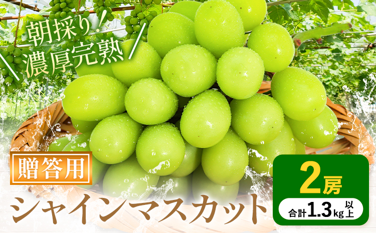 【2025年先行予約】贈答クラス シャインマスカット 2房 (合計1.3kg以上) OEC KINGDOMぶどう家 《8月下旬-10月中旬頃出荷》岡山県 浅口市 ぶどう 果物 贈答用【配送不可地域あり】（離島）