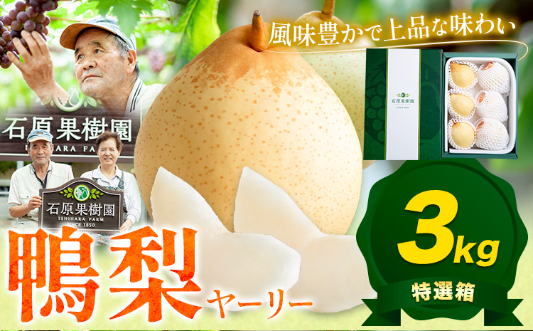 【2026年先行予約】梨 なし 鴨梨 ヤーリー 梨 特選箱 3kg（5〜10玉入り）石原果樹園 《2026年11月中旬-12月下旬頃より発送予定》岡山県 浅口市 果物 フルーツ お取り寄せ お取り寄せフルーツ 送料無料