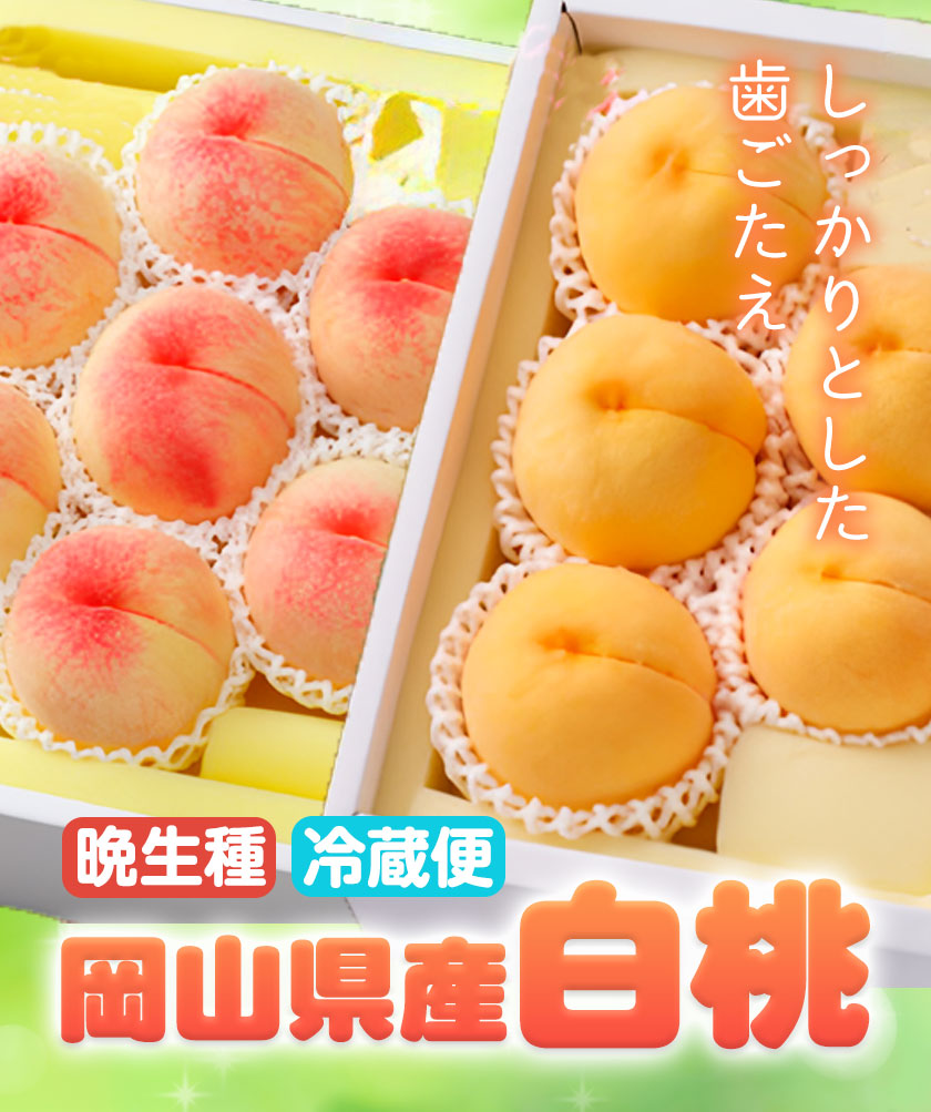 【令和7年度先行予約】 岡山県産 白桃 晩生種 約 1.3 kg 5〜6玉 晴れの国 おかやま館 漂流岡山 《2054年7月下旬〜9月下旬頃出荷》岡山県 浅口市 フルーツ モモ 果物 青果 旬【配送不可地域あり】