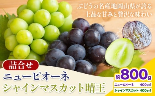 【先行予約】 岡山県産 シャインマスカット「晴王」とニューピオーネ 計 800g 株式会社はちや《6月下旬～7月下旬頃出荷》岡山県 浅口市 ぶどう 葡萄 フルーツ ギフト 果物 デザート 国産【配送不可地域あり】