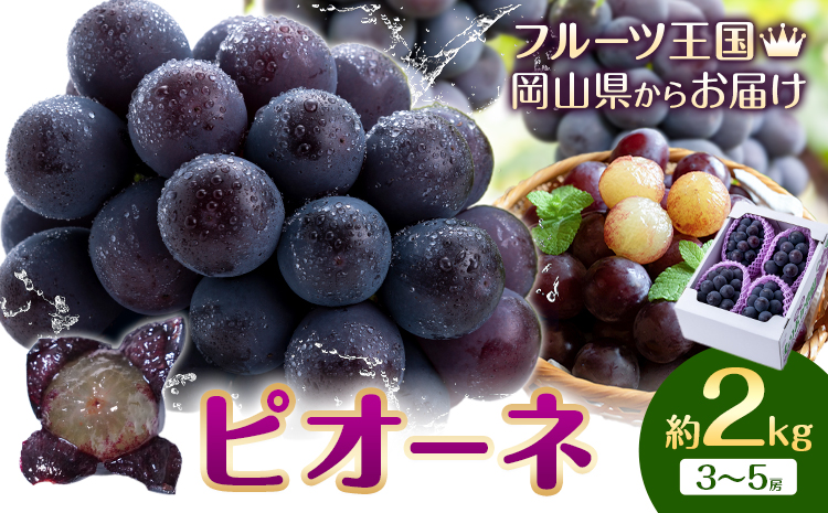 【2026年先行予約】ぶどう ピオーネ 約2kg (3房～5房) もりおか農園《2026年9月上旬-10月上旬頃出荷》岡山県 浅口市 送料無料 ぶどう フルーツ 果物 くだもの デザート おやつ【配送不可地域あり】