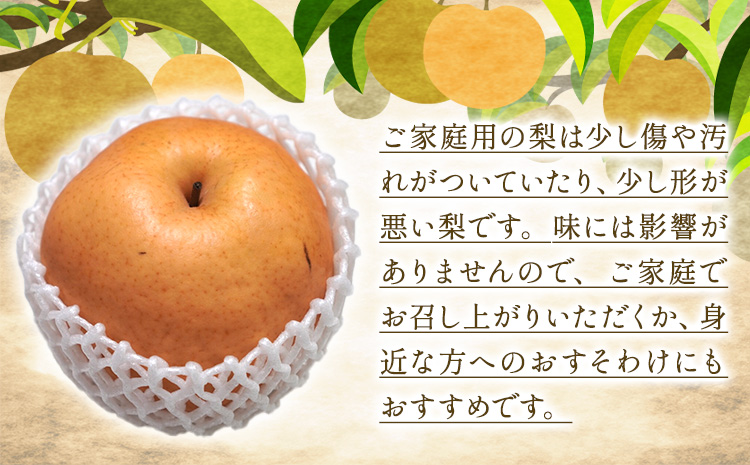 あたご梨 3〜9玉 家庭用 4kg 箱 石原果樹園 《2026年11月中旬-12月下旬頃より発送予定》岡山県 浅口市 梨 なし 果物 フルーツ くだもの あたご 訳あり