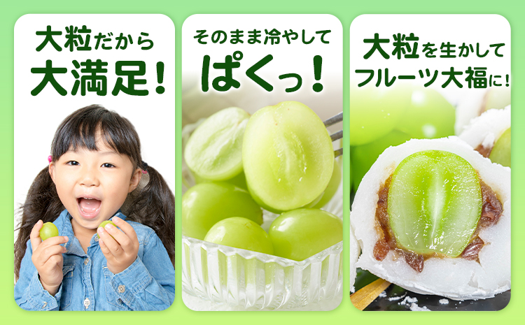特選 大粒 シャインマスカット 約2kg(2~4房) 株式会社日本植生グループ本社 NISSHOKU FARM《9月下旬-12月末頃出荷》葡萄 ブドウ ぶどう 送料無料 岡山県 浅口市 【配送不可地域あり】 (離島)