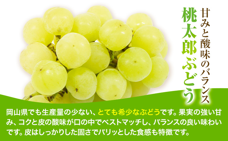 【2025年先行予約】桃太郎ぶどう 1房 700g ウィズフラワーホールディングス《8月下旬-10月中旬頃出荷》岡山県 浅口市 ぶどう フルーツ 旬 果物 国産 岡山県産 送料無料 冷蔵【配送不可地域あり】（北海道・沖縄・離島）