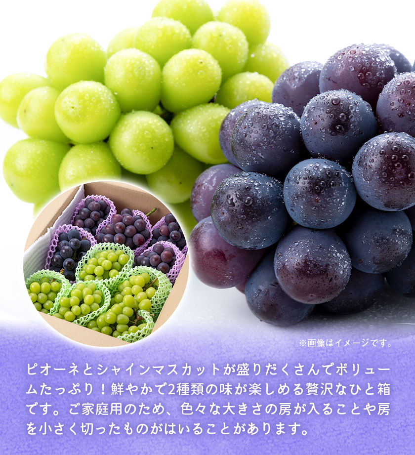 ぶどう ピオーネ と シャインマスカット ミックス ご家庭用 約1.2kg (2房)《10月上旬-10月下旬頃出荷》もりおか農園 送料無料 岡山県 浅口市 ぶどう フルーツ 果物 くだもの 家庭用 【配送不可地域あり】