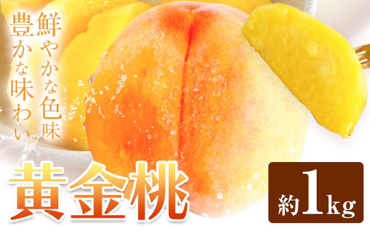 黄金桃 約1kg  花田青果株式会社《8月下旬-9月上旬頃出荷》岡山県 浅口市 黄桃 桃 もも 旬 フルーツ 果物 【配送不可地域あり】（離島）
