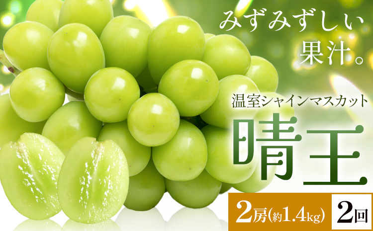 【2026年発送先行予約】シャインマスカット 温室 晴王 2房(合計約1.4kg) 2回お届け シャイン マスカット《2026年7月中旬-8月中旬頃出荷》晴レ乃青果　(岡山中央卸売市場店(富士紙工 有限会社)) 送料無料 岡山県 浅口市 フルーツ 果物 岡山県産【配送不可地域あり】