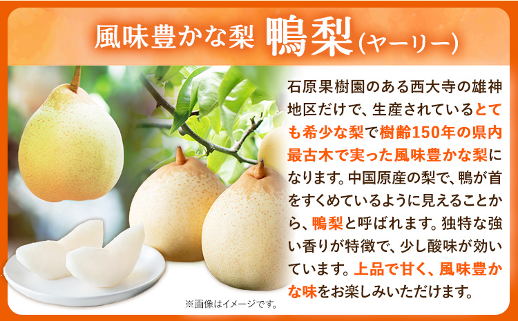 ã2026幎å
è¡äºçŽã梚 ãªã 4.5kg ãããæ¢š 2 ã 3ç 鎚梚 3 ã 7ç ç¹éžç®± ç³åææš¹å ãªã ãã«ãŒã æç© æ°é®®ã2026幎11æäžæ¬-12æäžæ¬é ããçºéäºå®ãå²¡å±±ç æµ
å£åž æç© ãã«ãŒã 梚 è©°ãåãã èŽççš