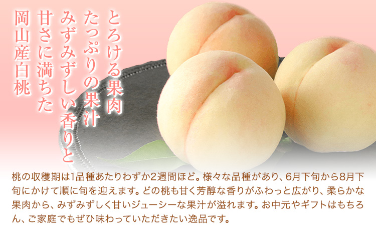 【先行予約】桃 ぶどう 白桃 3玉 約900g（1玉約300g）シャインマスカット 晴王 1房 550g以上 もも 葡萄 詰合せ 岡山 国産 フルーツ 果物 ギフト 桃茂實苑《6月中旬-8月中旬頃出荷》岡山県 浅口市 フルーツ ぶどう 果物 青果【配送不可地域あり】