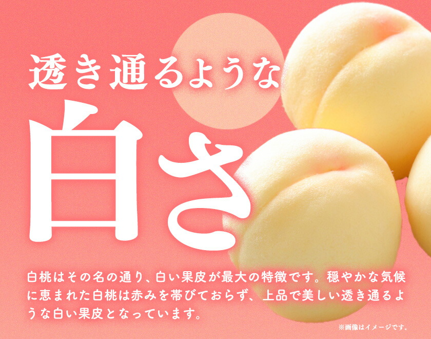 【令和7年度先行予約】白桃 6玉(1.6kg以上)  株式会社山博 (中本青果)《2025年7月上旬-8月上旬頃出荷》岡山県 浅口市 桃 もも フルーツ 旬 果物 国産 岡山県産 送料無料 冷蔵 化粧箱 【配送不可地域あり】