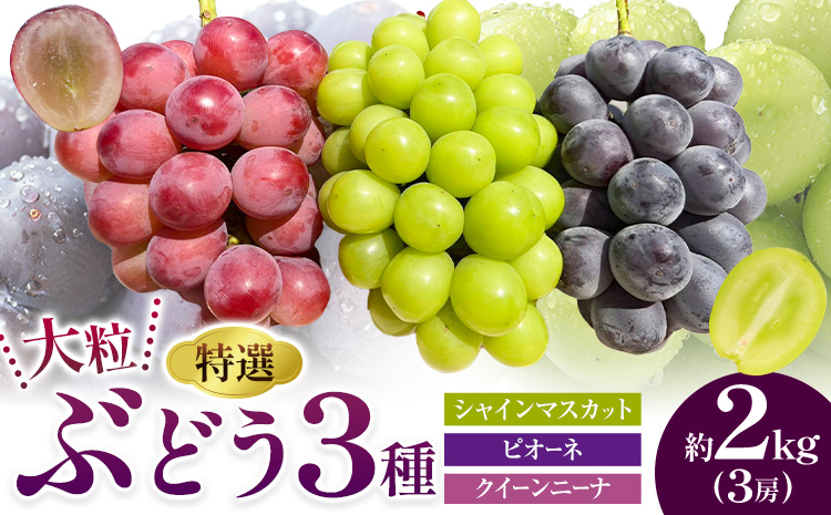 特選 大粒 ぶどう 3種 セット 約2kg (3房) シャインマスカット ピオーネ クイーンニーナ 株式会社日本植生グループ本社 NISSHOKU FARM《9月下旬-12月末頃出荷》ブドウ 送料無料 岡山県 浅口市 【配送不可地域あり】 (離島)