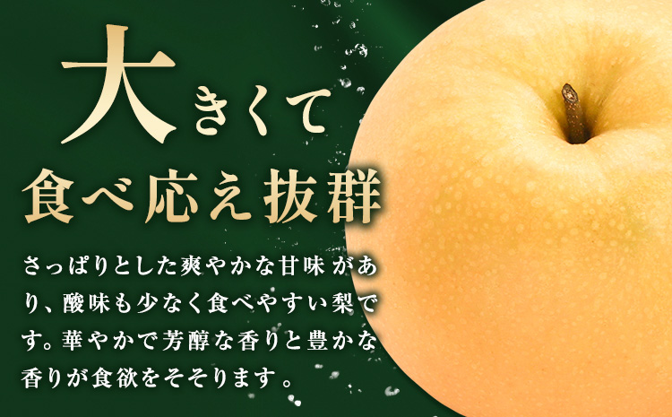 【先行予約】梨 岡山県産 新高梨 約3kg ( 4~6玉 ) 株式会社藍《10月中旬-11月下旬頃出荷》 岡山県 浅口市 岡山県産 なし フルーツ 果物 くだもの ナシ 大玉 新高 送料無料【配送不可地域あり】