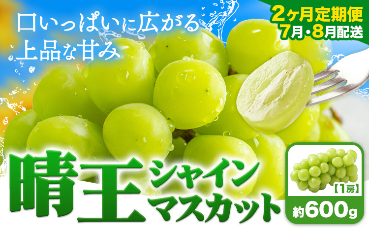 【2ヶ月定期便】ぶどう シャインマスカット 晴王 600g 1房 ハレノフルーツ(アストライ)《7月上旬-8月末頃出荷》岡山県 浅口市 送料無料 フルーツ 果物 マスカット お取り寄せフルーツ【配送不可地域あり】（北海道・沖縄・離島）