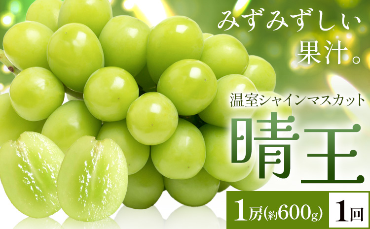 [2026年発送先行予約]シャインマスカット 温室 晴王 1房(約600g) 1回お届け シャイン マスカット[2026年7月中旬-8月中旬頃出荷]晴レ乃青果 (岡山中央卸売市場店(富士紙工 有限会社)) 送料無料 岡山県 浅口市 フルーツ 果物 岡山県産[配送不可地域あり]