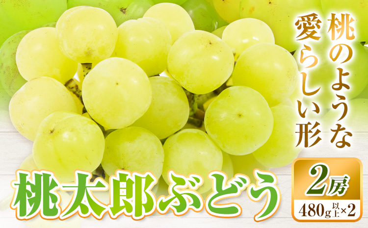 【2025年先行予約】桃太郎ぶどう 2房 480g × 2 ウィズフラワーホールディングス《8月下旬-10月中旬頃出荷》岡山県 浅口市 ぶどう フルーツ 旬 果物 国産 岡山県産 送料無料 冷蔵【配送不可地域あり】（北海道・沖縄・離島）
