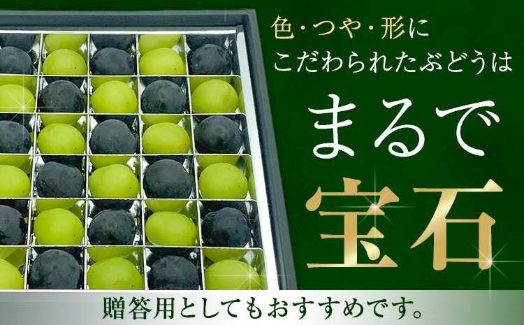 【先行予約】ぶどうの宝石箱 1箱 36粒 たけまさぶどう園 《2025年8月上旬-10月中旬頃出荷》岡山県 浅口市 シャインマスカット ニューピオーネ オーロラブラック フルーツ 果物 くだもの ぶどう マスカット 国産 岡山県産 【配送不可地域あり】（離島）