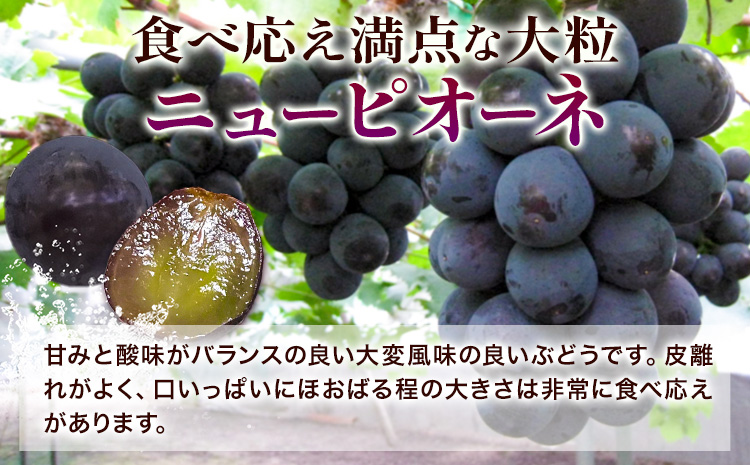 【先行予約】訳あり ぶどう ニューピオーネ ご家庭用 計2kg たけまさぶどう園 《2025年7月下旬-10月上旬頃出荷》岡山県 浅口市 送料無料 フルーツ 果物 岡山県産 青果物 お取り寄せフルーツ【配送不可地域あり】(離島)