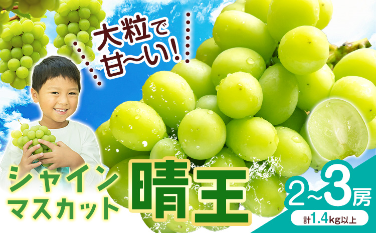 シャインマスカット【晴王】 岡山県産 2〜3房(計1.4kg以上)【先行予約】 株式会社Myself《2025年9月上旬-11月上旬頃出荷》マスカット 送料無料 岡山県 浅口市 ぶどう フルーツ 果物 贈り物 ギフト