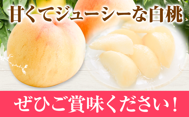 【2025年先行予約】白桃 岡山 8玉 ウィズフラワーホールディングス《2025年7月上旬-9月上旬頃出荷》岡山県 浅口市 桃 もも フルーツ 旬 果物 国産 岡山県産 送料無料 冷蔵【配送不可地域あり】（北海道・沖縄・離島）---124_c389_7j9j_23_25000_8---