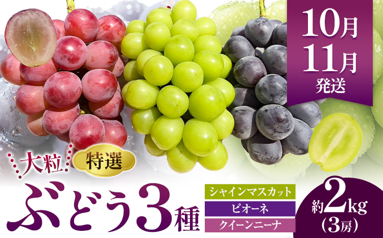 特選 大粒 ぶどう 詰め合わせ定期便 3回 3ヶ月定期便 シャインマスカット ピオーネ クイーンニーナ 株式会社日本植生グループ本社 NISSHOKU FARM《10月上旬-12月末頃出荷》ブドウ 送料無料 岡山県 浅口市 【配送不可地域あり】 (離島)