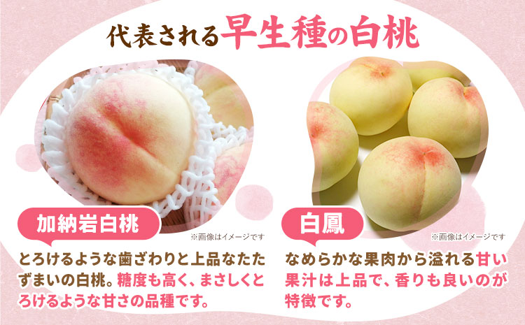 ã什å7幎床å
è¡äºçŽã岡山çç£ çœæ¡ å
容é 3çïŒçŽ800gïŒ ã¯ãŒã«äŸ¿ æŽãã®åœ ããããŸé€š(ãã«ãŒãã©ã³ã岡山) ã2026幎7æäžæ¬-7æäžæ¬é åºè·ãå²¡å±±ç æµ
å£åž çœæ¡ æ¡ãé
éäžå¯å°åãããïŒé¢å³¶ïŒ