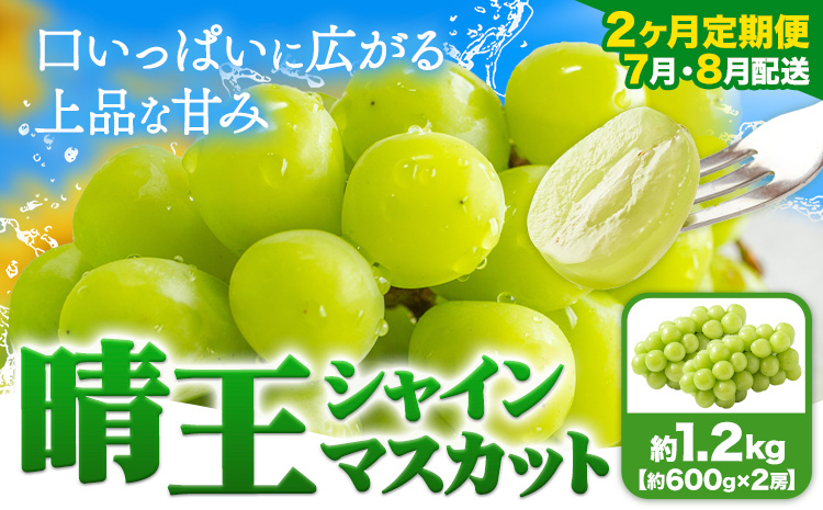 【2ヶ月定期便】ぶどう シャインマスカット 晴王 1.2kg 2房 ハレノフルーツ(アストライ)《7月上旬-8月末頃出荷》岡山県 浅口市 送料無料 フルーツ 果物 マスカット お取り寄せフルーツ【配送不可地域あり】（北海道・沖縄・離島）