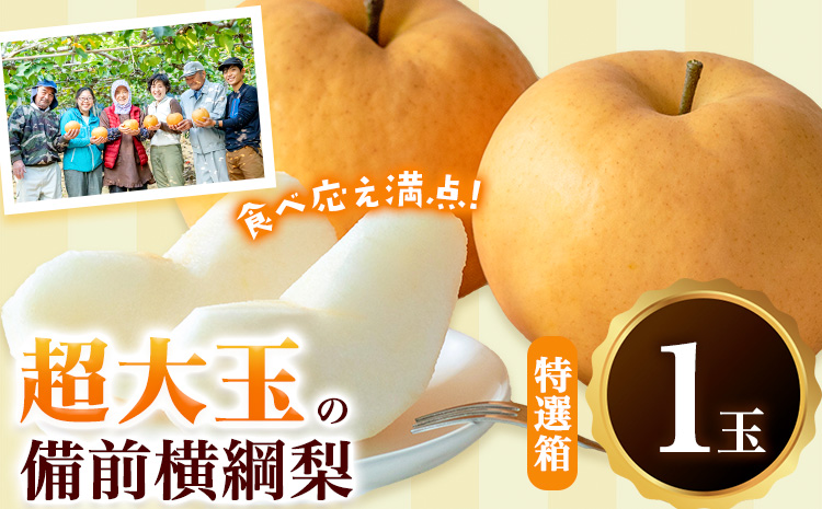 [2026年先行予約]梨 横綱梨 超大玉 1玉(1〜1.5kg/玉) 特選箱 石原果樹園 [2026年11月中旬-12月下旬頃より発送予定]岡山県 浅口市 フルーツ 果物 ギフト 贈り物 国産 岡山県産 送料無料