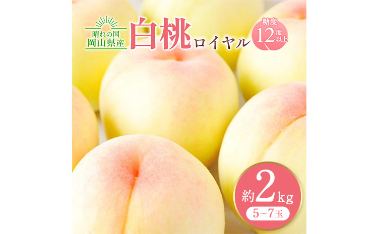 【先行予約】岡山白桃ロイヤル 約2kg 5~7玉 橋田商店有限会社《7月上旬-8月中旬頃出荷》 岡山県 浅口市 岡山県産 もも フルーツ 果物 くだもの 白桃 送料無料