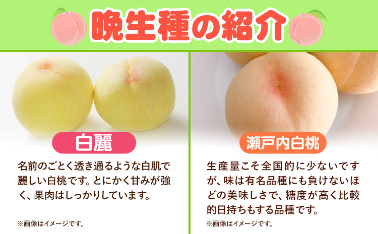 縲2026蟷エ蜈郁。御コ育エ縲大イ。螻ア逵檎肇 逋ス譯 譎ゥ逕溽ィョ 邏 1.3kg 5-6邇 譎エ繧後ョ蝗ス 縺翫°繧縺セ鬢ィ 貍よオ∝イ。螻ア 縲2026蟷エ7譛井ク区流-9譛井クュ譌ャ鬆蜃コ闕キ縲句イ。螻ア逵 豬蜿」蟶 繝輔Ν繝シ繝 繝「繝「 譫懃黄 髱呈棡 譌ャ縲宣埼∽ク榊庄蝨ー蝓溘≠繧翫托シ磯屬蟲カシ