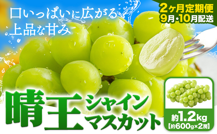 【2ヶ月定期便】ぶどう シャインマスカット 晴王 1.2kg 2房 ハレノフルーツ(アストライ)《9月上旬-10月末頃出荷》岡山県 浅口市 送料無料 フルーツ 果物 マスカット お取り寄せフルーツ【配送不可地域あり】（北海道・沖縄・離島）