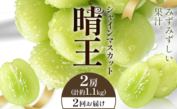 【2026年発送先行予約】シャインマスカット 晴王 2回お届け 2房(合計約1.1kg) シャイン マスカット《2026年9月中旬-10月中旬頃出荷予定》 晴レ乃青果(岡山中央卸売市場店(富士紙工有限会社)) 送料無料 岡山県 浅口市 フルーツ 果物 岡山県産【配送不可地域あり】