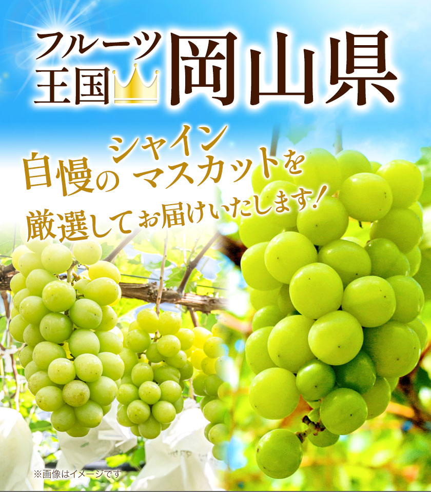 【先行予約】厳選 訳あり シャインマスカット 約 2kg 3~5房《2024年9月中旬-11月上旬頃より発送予定(土日祝除く)》岡山県 浅口市 シャインマスカット ぶどう フルーツ 果物 贈り物 ギフト 国産 岡山県産 送料無料