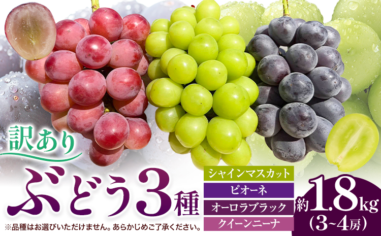 訳あり ぶどう 3種 セット 約1.8kg ( 3~4房 ) シャインマスカット ピオーネ クイーンニーナ オーロラブラック 株式会社日本植生グループ本社 NISSHOKU FARM《9月下旬-12月末頃出荷》ブドウ 浅口市 【配送不可地域あり】 (離島)