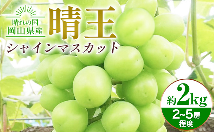 ぶどう シャインマスカット晴王 約2kg 2〜5房程度 橋田商店有限会社《9月中旬-11月中旬頃出荷》 岡山県 浅口市 岡山県産 ぶどう フルーツ 果物 くだもの マスカット 送料無料【配送不可地域あり】（北海道・沖縄・離島）st-p